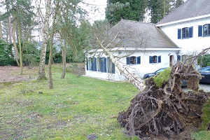 Arbre déraciné par une tempête